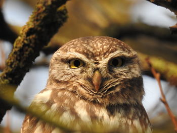 Close-up portrait of an owl