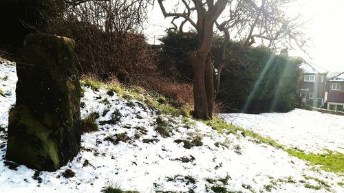 Bare trees on snow covered landscape