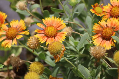 Close-up of yellow flowering plants