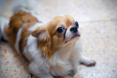 High angle view of dog looking away