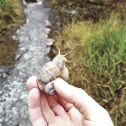 Close-up of person holding snail