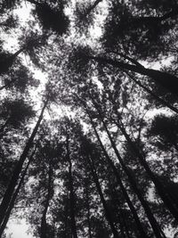 Low angle view of trees in forest