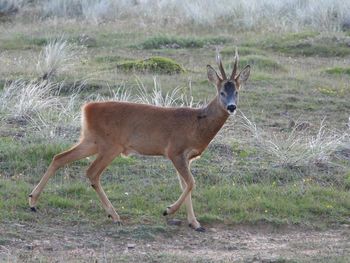 Side view of deer standing on field