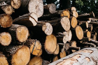 Logs in forest against trees