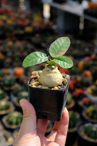 Close-up of hand holding ice cream