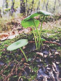 Close-up of plant growing outdoors