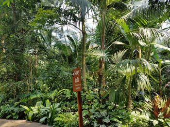 Close-up of palm trees