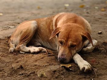 View of a dog resting on field