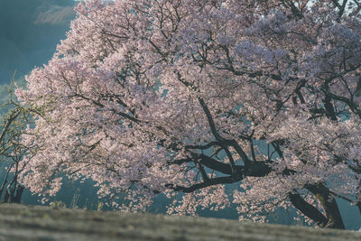 Low angle view of woman standing on tree