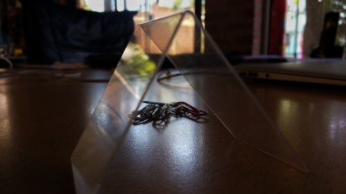 Close-up of insect on table at home