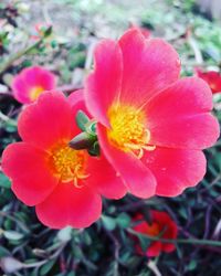 Close-up of flower blooming outdoors