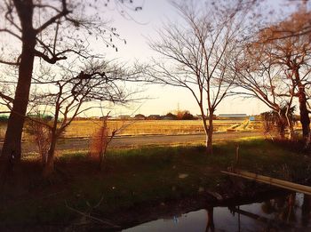 Bare trees on grassy field