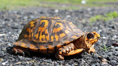 Close-up of a turtle in a field