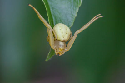 Close-up of insect on plant