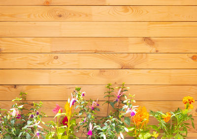 Close-up of pink flowering plant against wooden wall