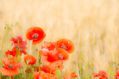 Close-up of red flowering plants on field