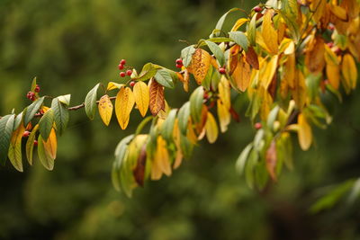 Close-up of yellow flowering plants