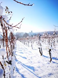 Scenic view of snow covered field against sky