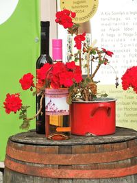 Close-up of red flower in pot against wall