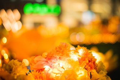 Close-up of yellow flowering plants at night