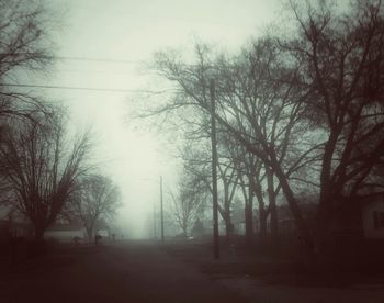 Bare trees in foggy weather