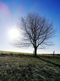 Close-up of tree on field against sky during sunset