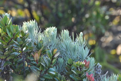 Close-up of flowering plant