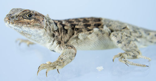 Close-up of a lizard