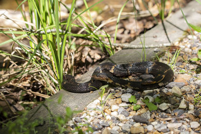 Broad-banded water snakes nerodia fasciata confluens mating on a rock walkway