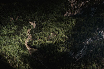 Trees in forest