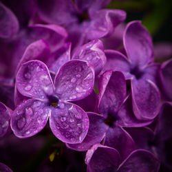 Close-up of purple flowers blooming outdoors