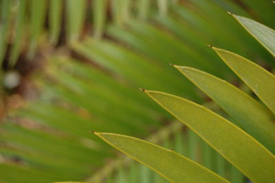 Close-up of fresh green plant