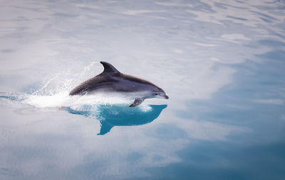 High angle view of dolphines swimming in sea