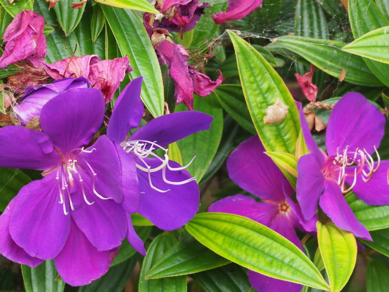 CLOSE-UP OF FRESH PINK FLOWERING PLANT