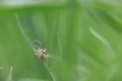 Close-up of spider on web