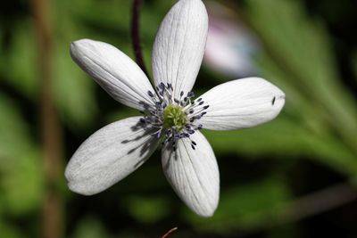 Close-up of white flowering plant