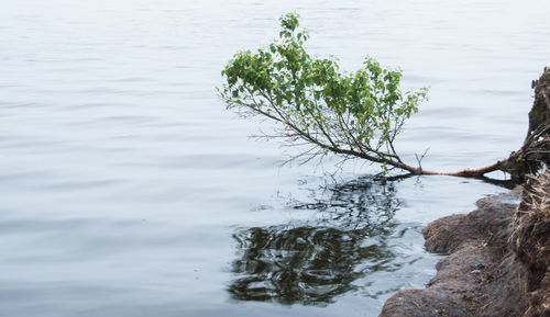 Reflection of trees in lake