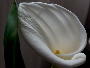 Close-up of white flower head