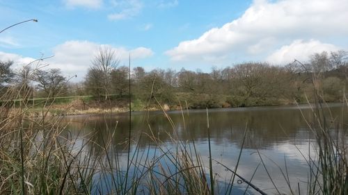 Reflection of trees in lake