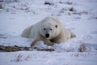 Polar bear relaxing on snowy field