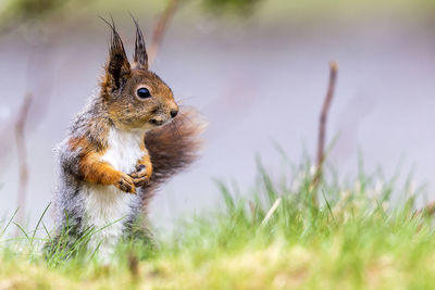 Close-up of squirrel