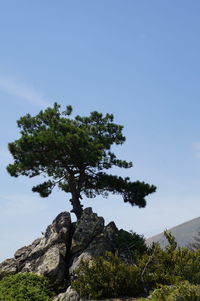 Low angle view of trees against blue sky