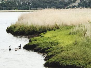 Ducks swimming in lake