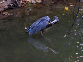 High angle view of gray heron in lake