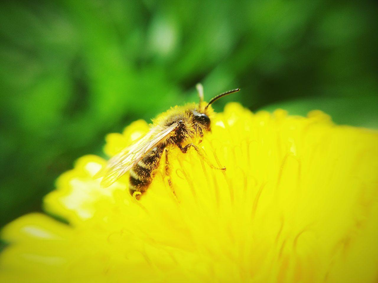 insect, one animal, animal themes, animals in the wild, flower, wildlife, pollination, close-up, yellow, bee, freshness, fragility, petal, focus on foreground, nature, beauty in nature, flower head, selective focus, growth, single flower