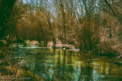 Scenic view of lake in forest