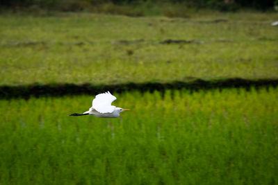 Bird flying over a land