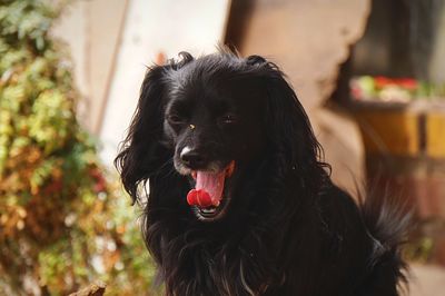 Close-up portrait of black dog