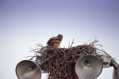 Great horned owlet bubo virginianus perches in its nest on top of a light post in everglades city