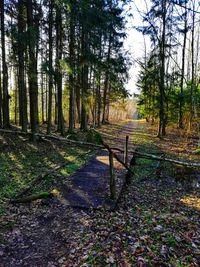 Dirt road amidst trees in forest